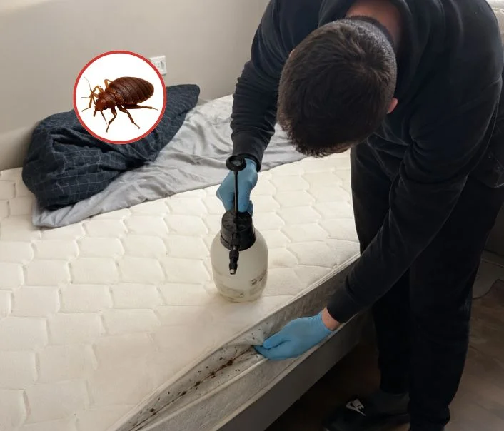 Technicien traitant un matelas contre les punaises de lit à Hermeray